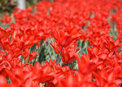 Field Of Red Tulips