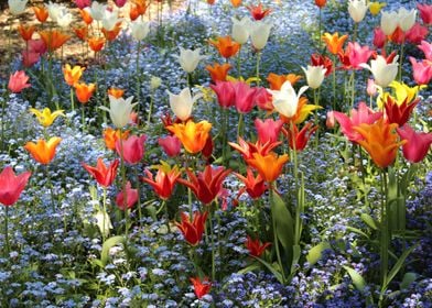 Sea Of Tulips