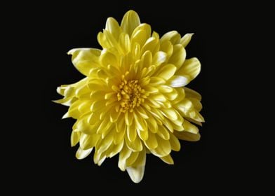 Yellow Chrysanthemum