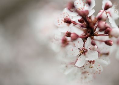 White Spring Blossoms