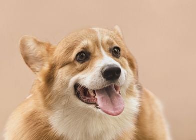 smiling redhaired corgi