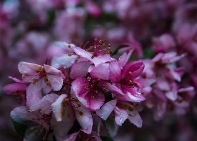 Pink Blossom