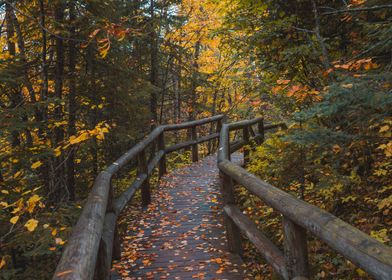 Leafy autumn forest bridge