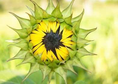 Sunflower Blossom