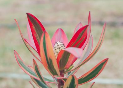 Red Leaves