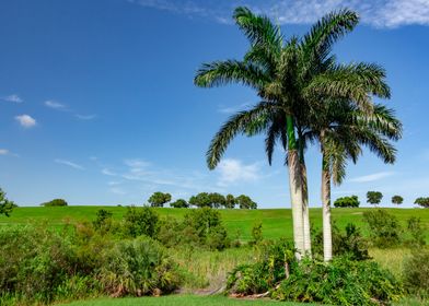 Hills and palm trees