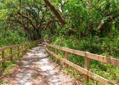 Forest Trail and Oak Trees