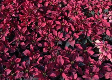 Red Poinsettia Flowers