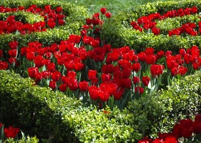 Red Tulip Splendour