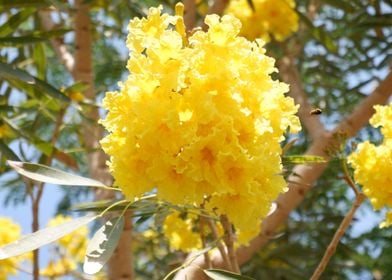 Beautiful Yellow Flower