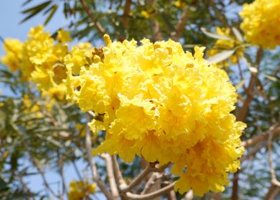 Beautiful Yellow Flower