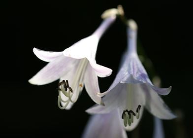 Vivian Chu White Flower