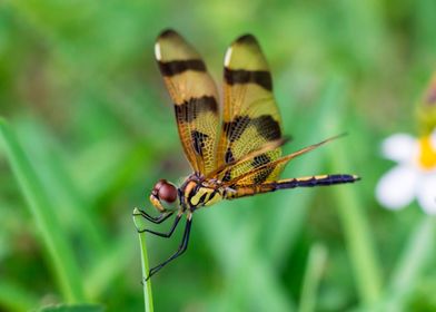 Dragonfly on Grass Blade