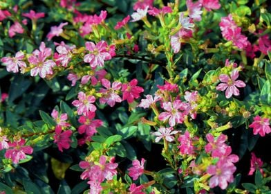 Pink Blossom Tree