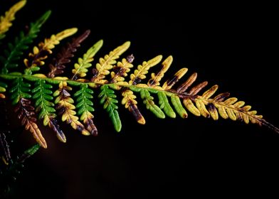 Leafy Green Fern