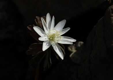 White Baram Flower 