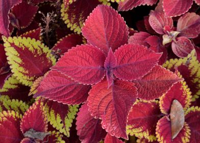 Red Coleus Plant