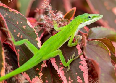 Carolina Anole on Red Leaf