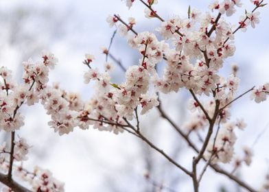 Cherry Blossom Tree