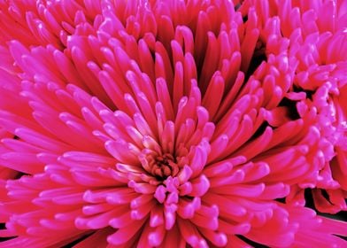 Pink Chrysanthemum Blossom