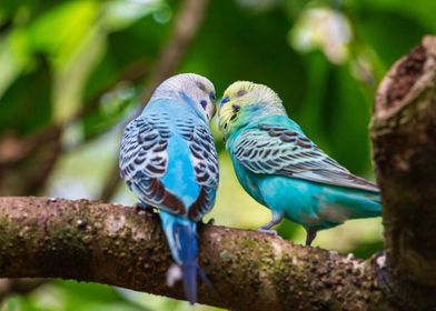 Budgies Kissing