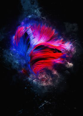 Beautiful Betta Fish