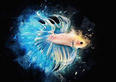 White Fighting Betta Fish