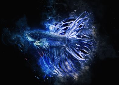 Combtail Betta Fish