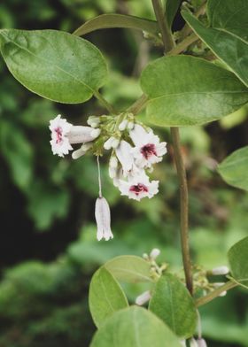 Flower Bells