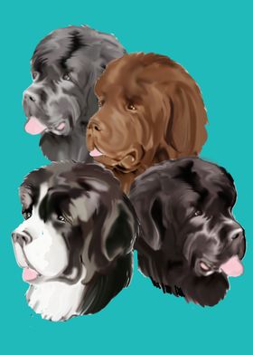 Newfoundland Dog Portraits