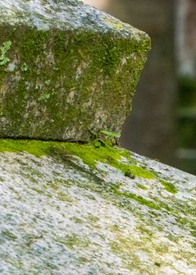 Mossy Statue