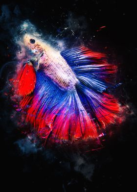 Super Delta Betta Fish