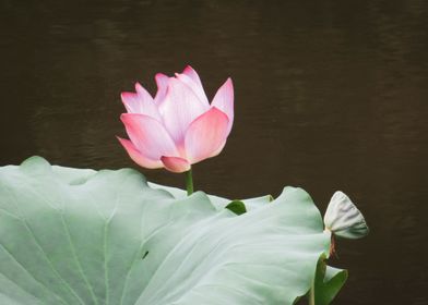 Lotus Bloom