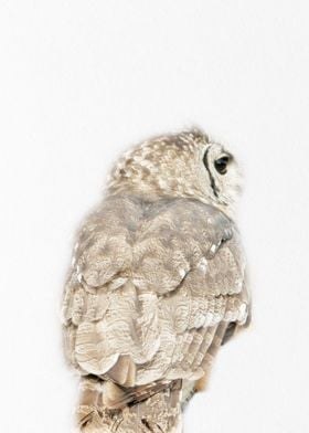 owl back view 