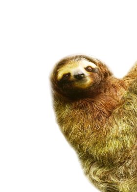 cute sloth