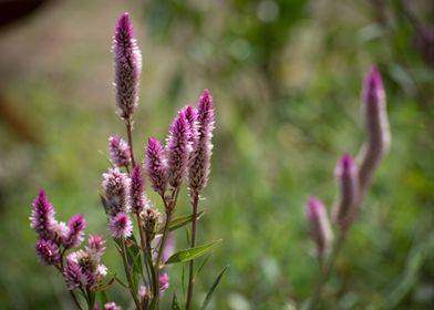 Field With Flowers