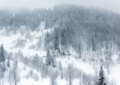 Winter landscape