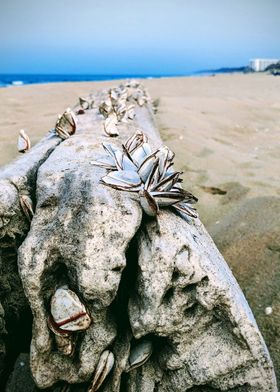 Shells on the beach log