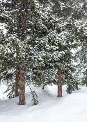 Winter Pine trees