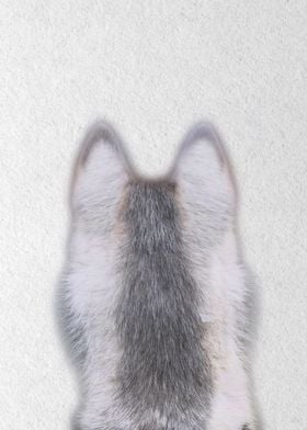 fox wolf back view 