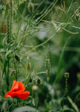 Red Lonely Flower