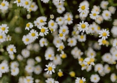 Daisy Flower Bundle