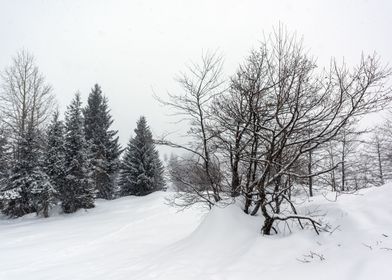 Winter landscape