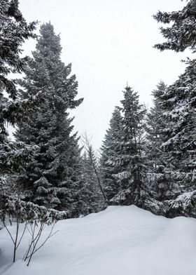 Winter Pine trees