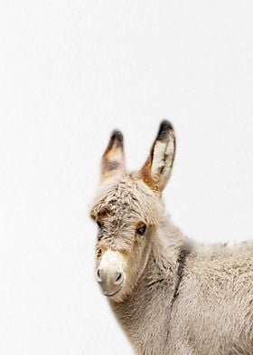 cute  fluffy baby donkey 