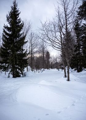 Snowy Winter Landscape