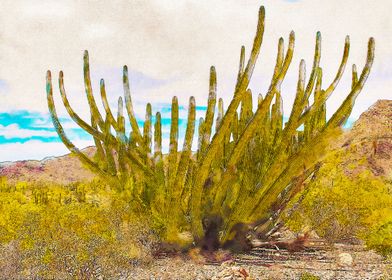 Organ Pipe Cactus