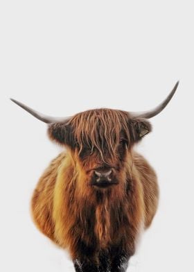 highland cow 