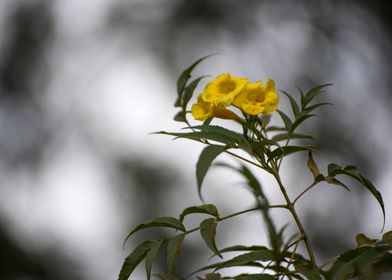 Yellow Lonely Flower