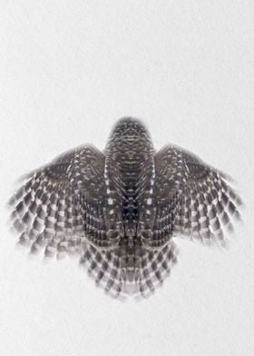 flying owl back view 